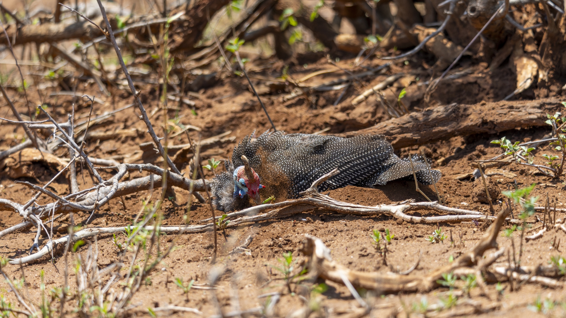 Kruger25 2025 11 01 11 12 15 ILCE 1M2 3038